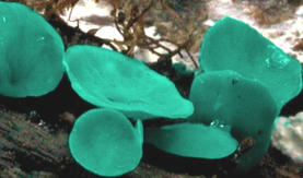 Chlorociboria aeruginascens - Green Elf Cup