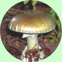 Amanita phalloides - The Death Cap