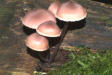 Mycena haematopus - Burgundydrop Bonnet
