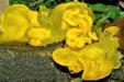 Tremella mesenterica - Yellow Brain