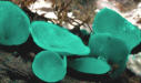 Chlorociboria aeruginascens - Green Elf Cup