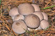 Lycoperdon perlatum - Common Puffball