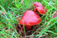 Hygrocybe coccinea - Scarlet Waxcap