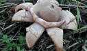 Geastrum triplex - Collared Earthstar