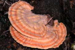 Laetiporus sulphureus - Chicken of the Woods