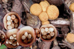 Crucibulum laeve - Common Bird's Nest