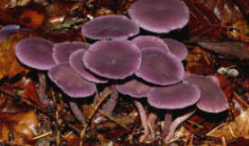 Laccaria amethystina - The Amethyst Deceiver