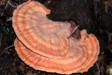Laetiporus sulphureus - Chicken of the Woods