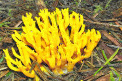 Calocera viscosa - Yellow Stagshorn