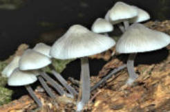 Mycena arcangeliana - Angel's Bonnet