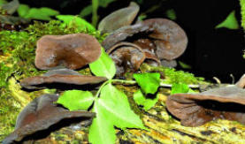 Auricularia auricula-judae - Jelly Ear
