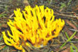 Calocera viscosa - Yellow Stagshorn