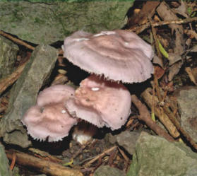 Mycena pura - Lilac Bonnet