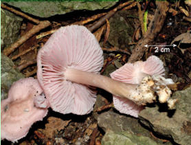 Mycena pura - Lilac Bonnet